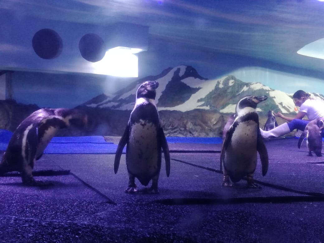 En dos semanas el público podrá ver de nuevo a los pingüinos y lobos marinos en el Nuevo Acuario Mazatlán