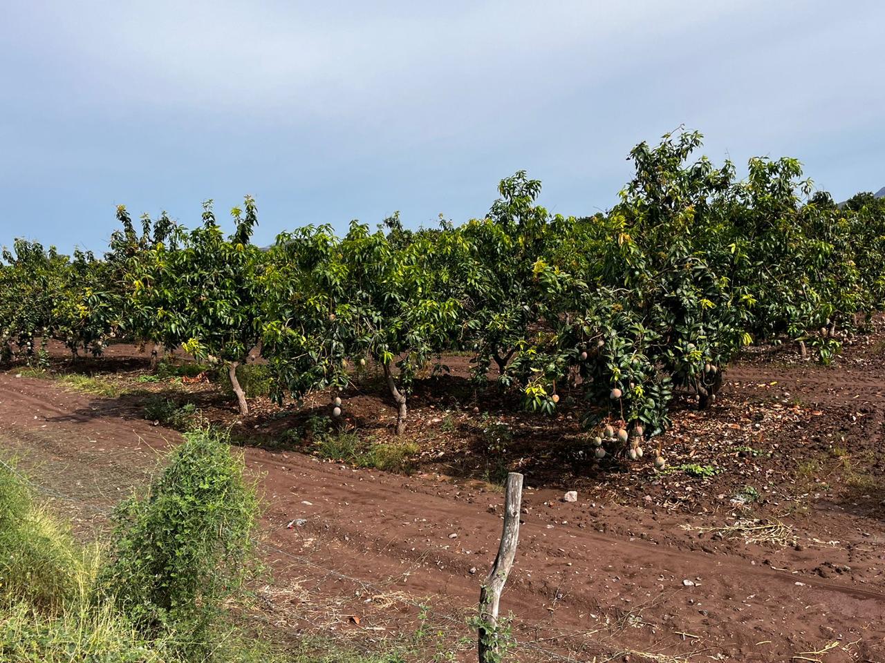 Estresa a huertos de mango falta de lluvias en el norte de Sinaloa