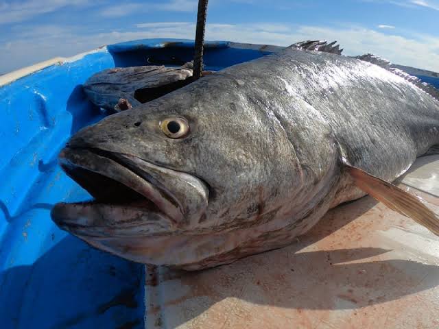 Inicia México a prevenir la pesca y comercio ilegal de la Totoaba en el Alto Golfo de California