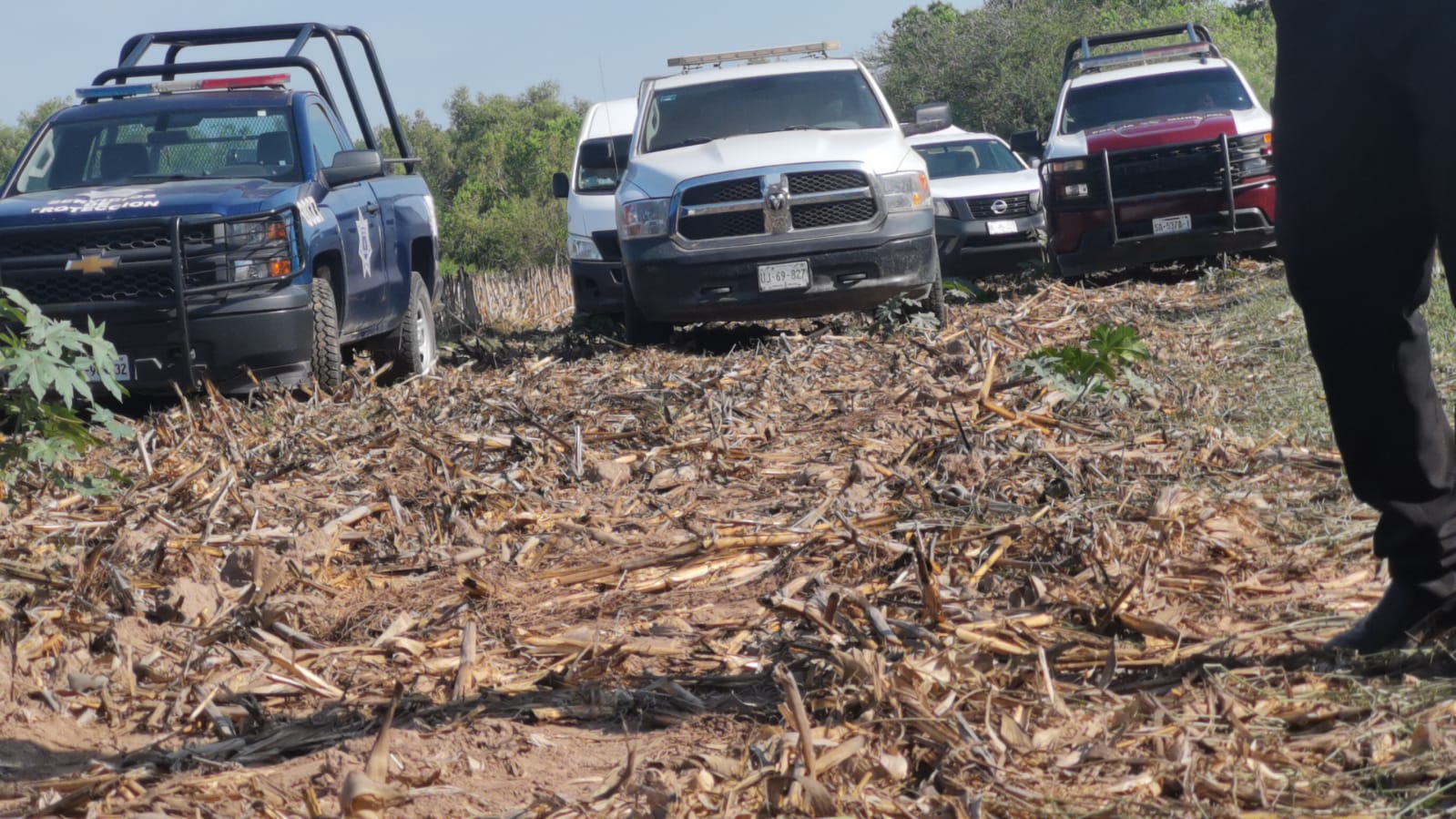 Localizan a un hombre sin vida en una huerta de mangos del ejido El Porvenir, en Ahome