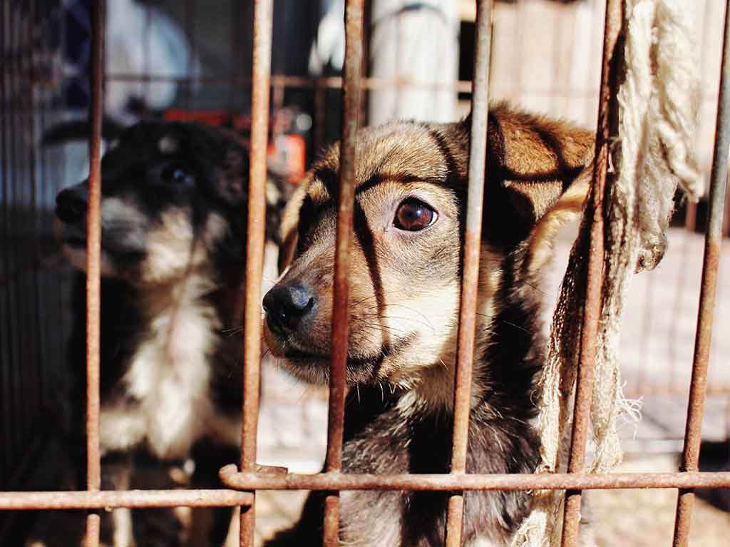 Denuncian ciudadanos no ser atendidos los llamados para casos de maltrato animal en Ahome