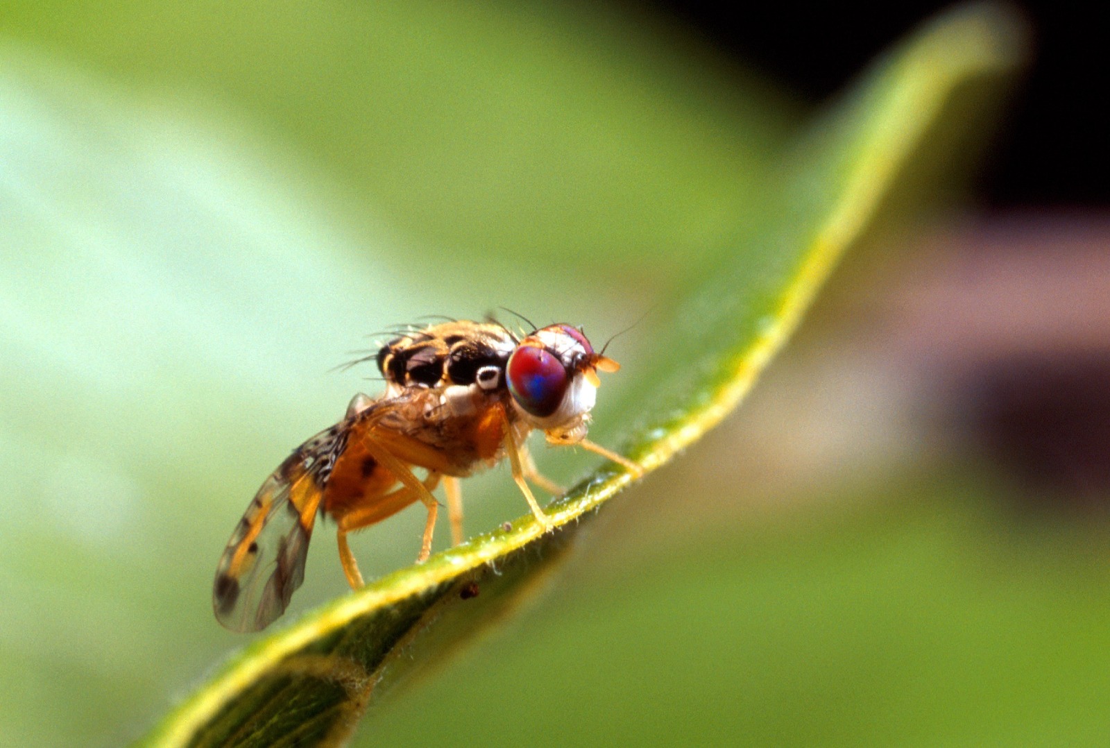Buscan prevenir ingreso de mosca del Mediterráneo a México, se protegen más de 1.9 millones de Haas