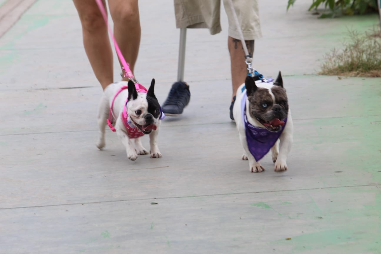 Un amparo impide la construcción del parque para mascotas en Mazatlán; se buscan nuevas ubicaciones