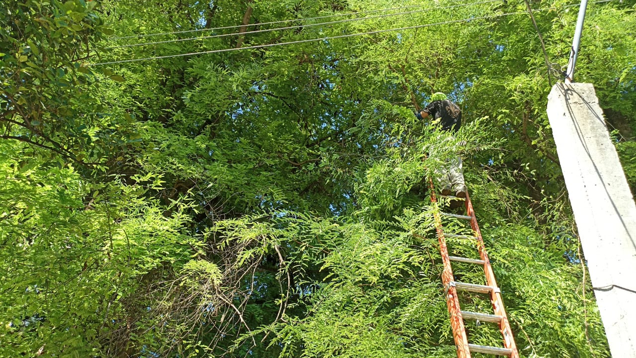 ¡Después de la tormenta! CFE realiza poda de tamarindos que chocaban con cables en Pueblo Viejo, Guasave