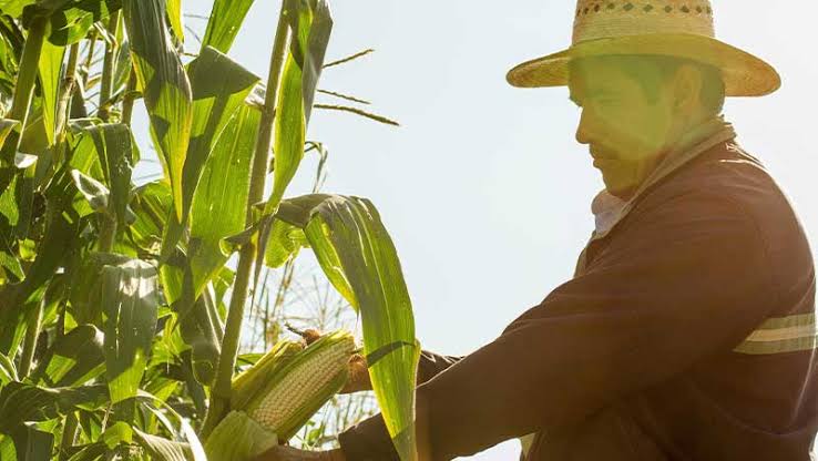 Pese a apoyos de Segalmex, maiceros se quedarán en cartera vencida, aseguran agricultores de Villa Unión