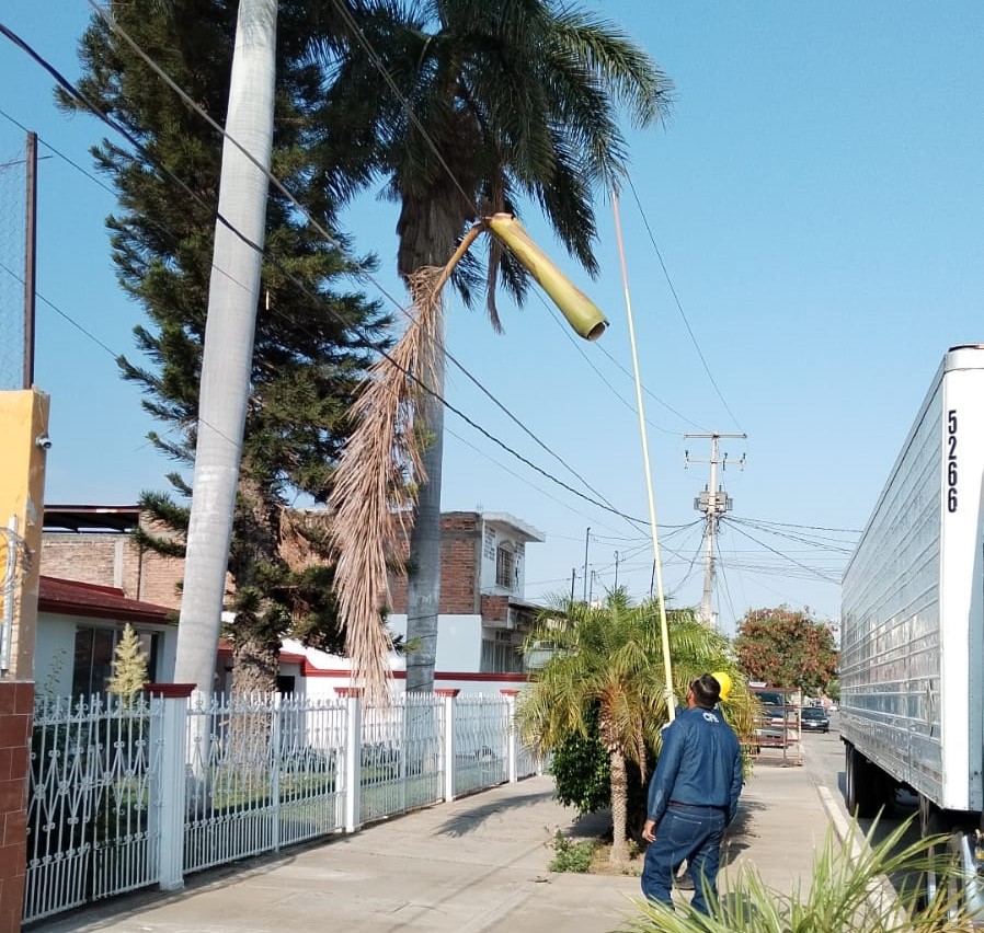 Por culpa de una hoja de palma, se quedan sin luz en parte del Centro de Guasave
