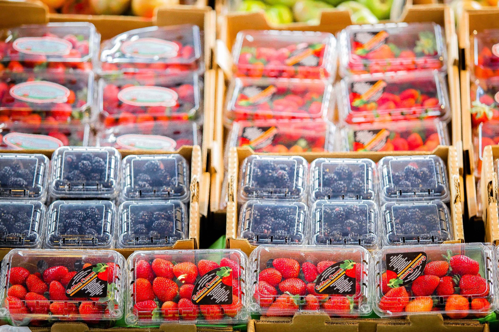 Sinaloa en el top 5 de producción de Berries, segundo producto del campo con mayor valor de exportación