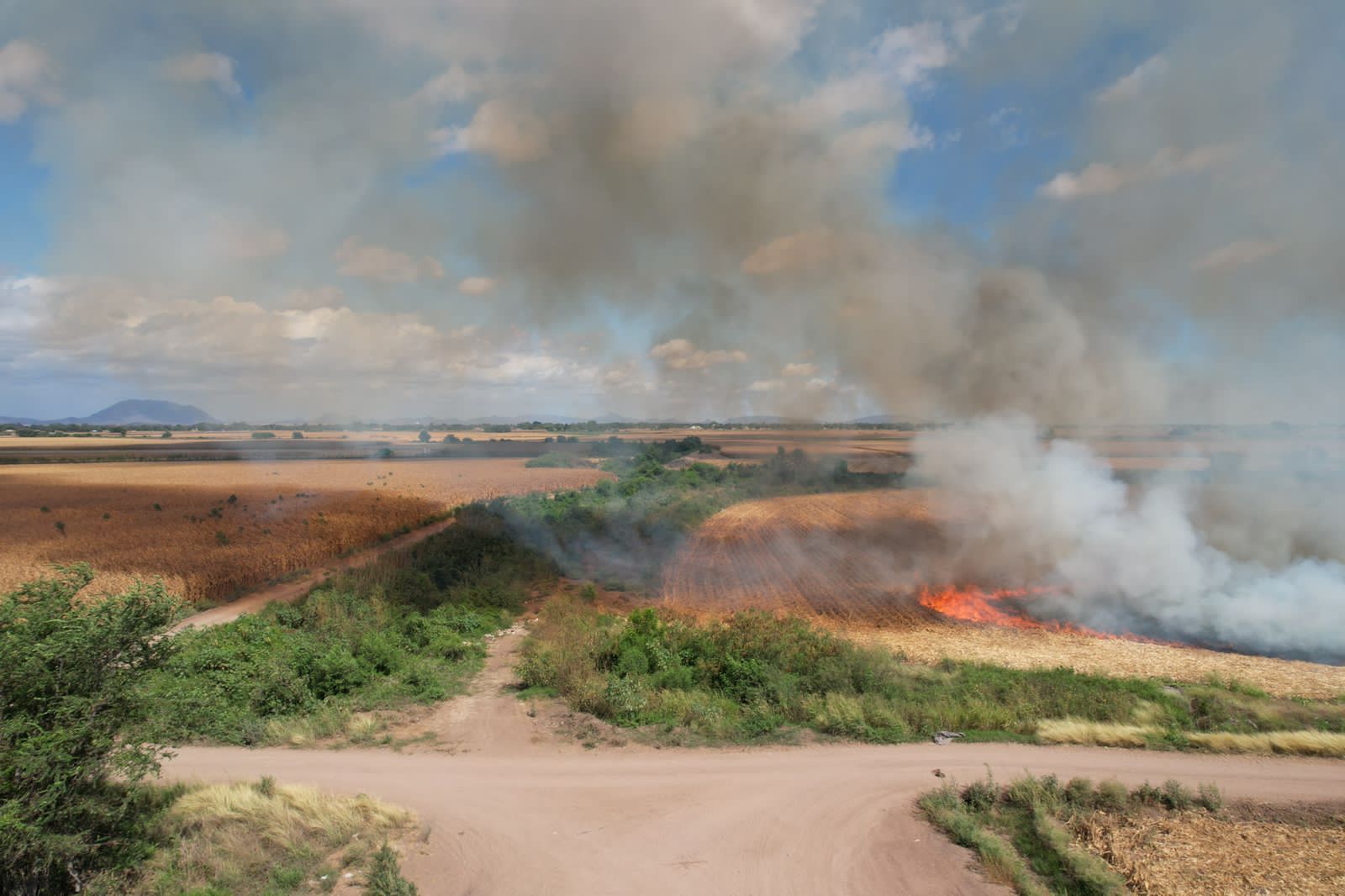 Se incendian más de siete hectáreas de soca en Angostura; Bomberos reconoce apoyo de los productores