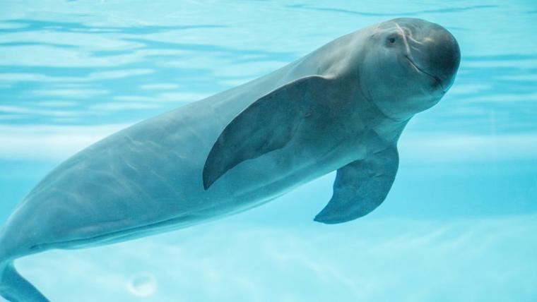 López Obrador agradece a Joe Biden por no tomar medidas contra México en el caso de la vaquita marina