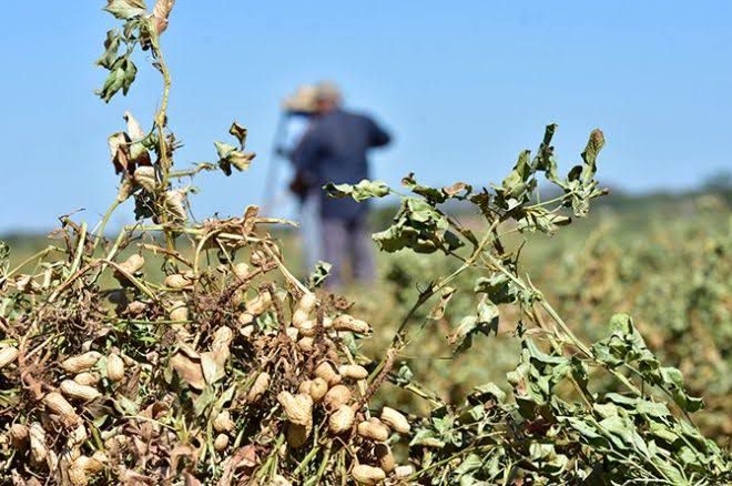 Temporaleros levantan con dificultad cosecha de cacahuate en Ahome, Sinaloa; precio está por los suelos