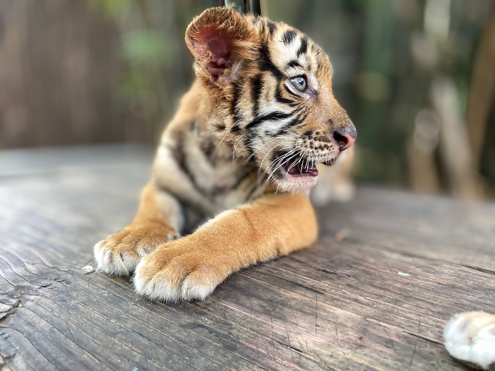 El tigrito de bengala que nació en el Zoológico de Culiacán podría mudarse a Ostok