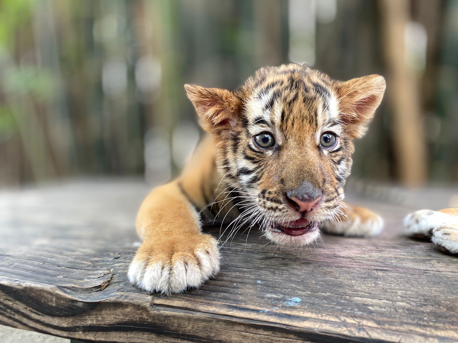 Hay un nuevo inquilino en el Zoológico de Culiacán, se trata de un tigrito de tan solo 2 meses de nacido