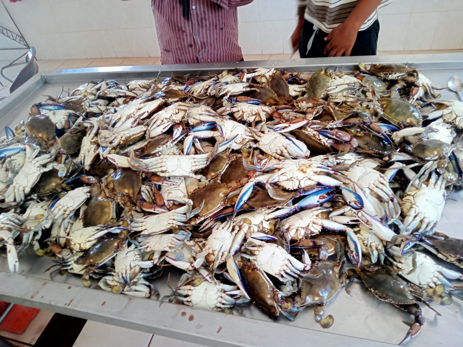 Captura de jaiba y calamar ‘salvan’ la labor de los pescadores de Topolobampo en estos momentos