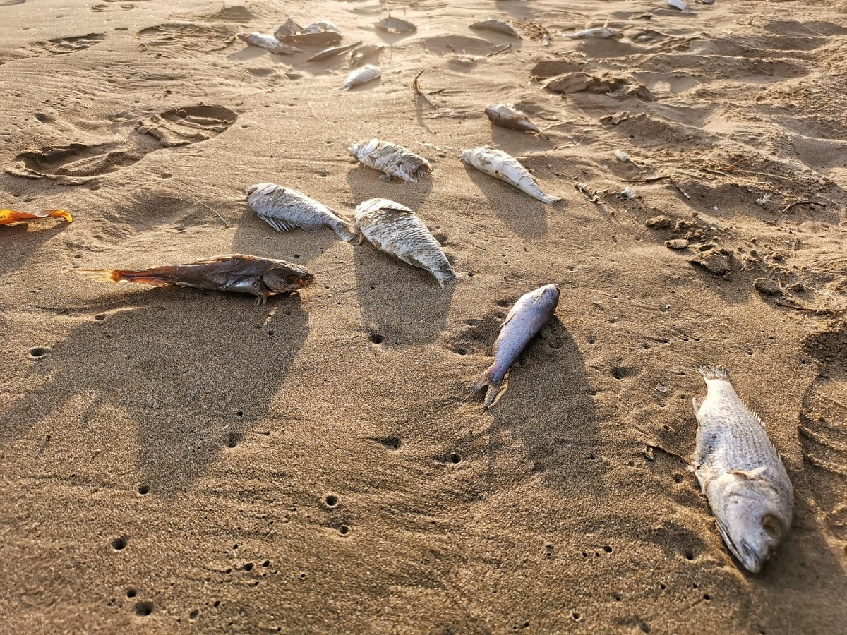 Investiga Coepriss mortandad de peces en la playa de El Maviri, en Ahome