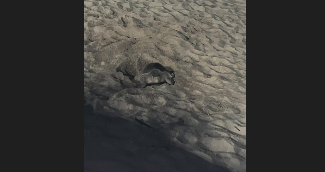 Tortuga golfina sale a desovar en playa de Mazatlán