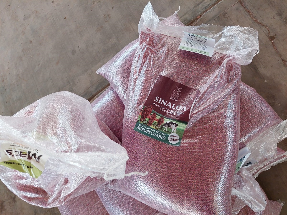 Piden a ganaderos de Choix, Sinaloa, aprovechar convocatoria para acceder a semilla de sorgo forrajero