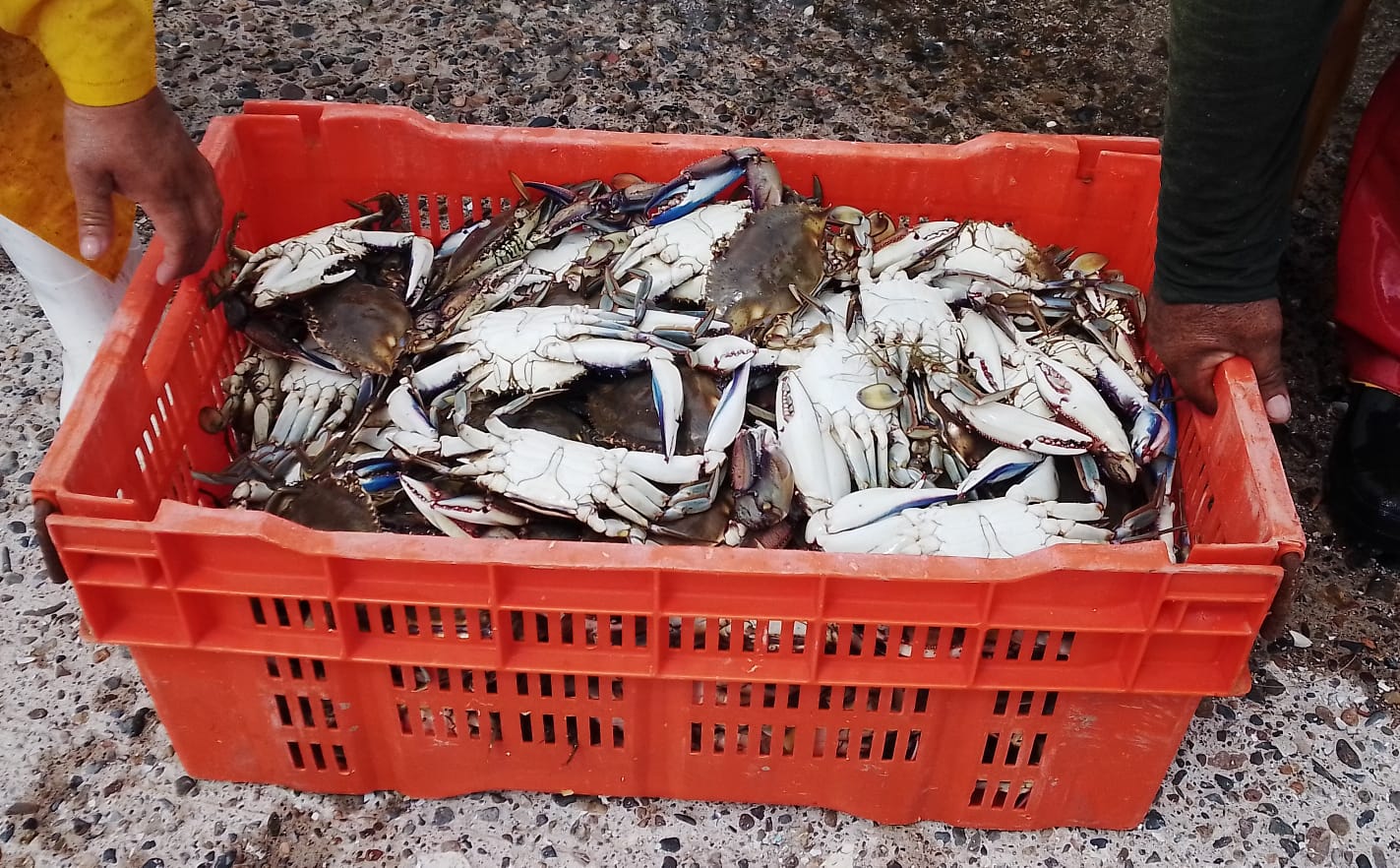 Bajan capturas de jaiba; de andar en 150 kilos ya bajó a 30 kilos por embarcación