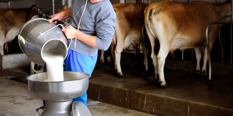 Se ve más fea la situación de la ganadería en Juan José Ríos; pierden producción de leche y venden los animales