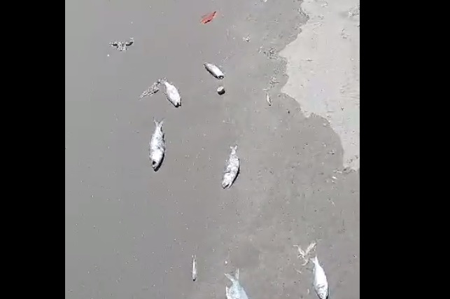 Aparecen peces muertos a las orillas de la playa El Maviri