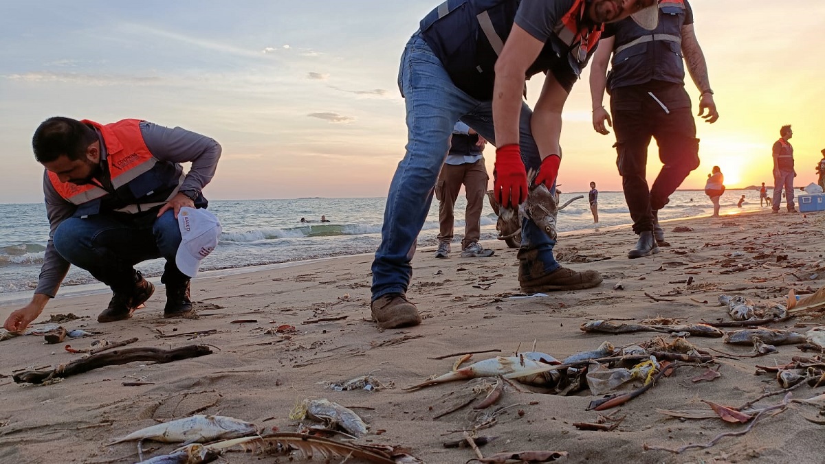 Coepriss retira peces muertos de Playa El Maviri, en Ahome