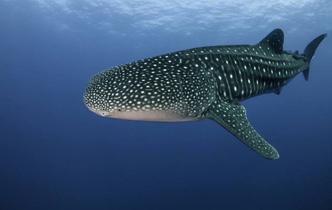 VIDEO: Tiene Mazatlán especial visita, familia de tiburones ballena recorre sus playas