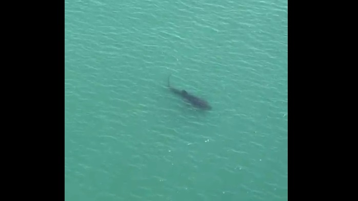 (VIDEO) Tiburón ballena sorprende al aparecer en playas de la Isla de la Piedra, Mazatlán