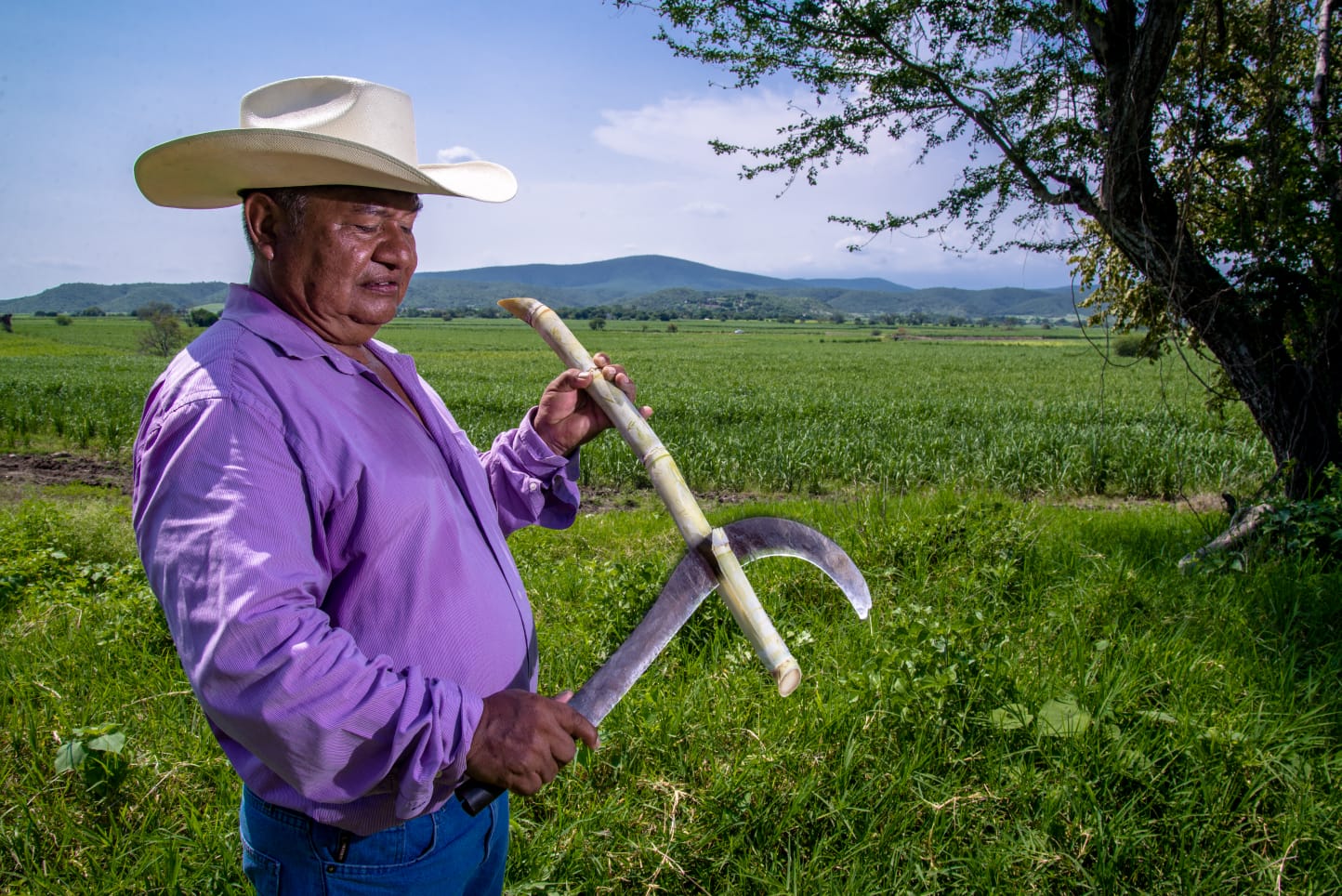 Decretan el 22 de agosto como Día del Cañero en México; Sinaloa está en el Top 15 de mayor producción