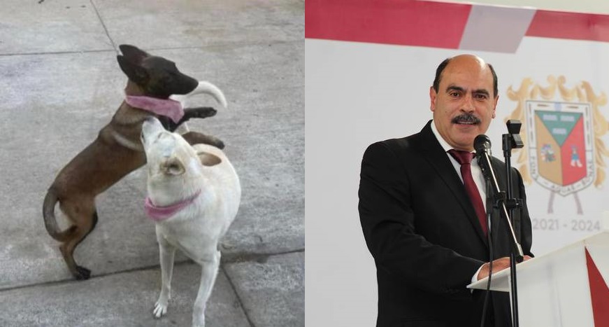 Exhiben a alcalde de Tangancícuaro, Michoacán por disparar a dos perritas; él argumenta defensa a su familia