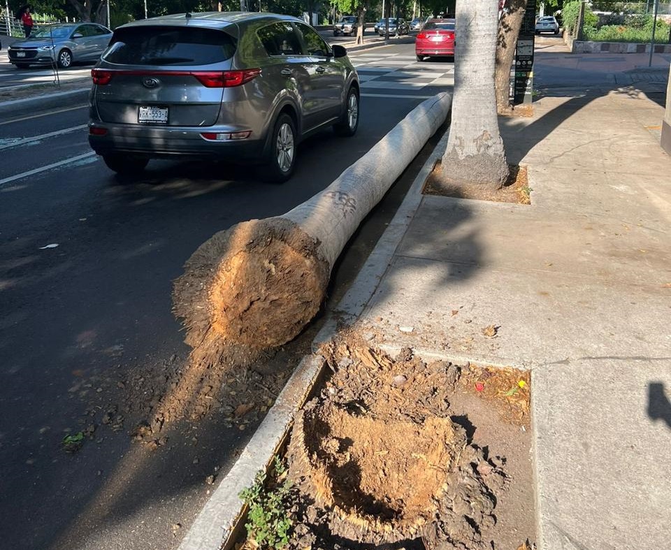 “La palmera estaba seca y hueca”: Parques y Jardines tras accidente de automovilista