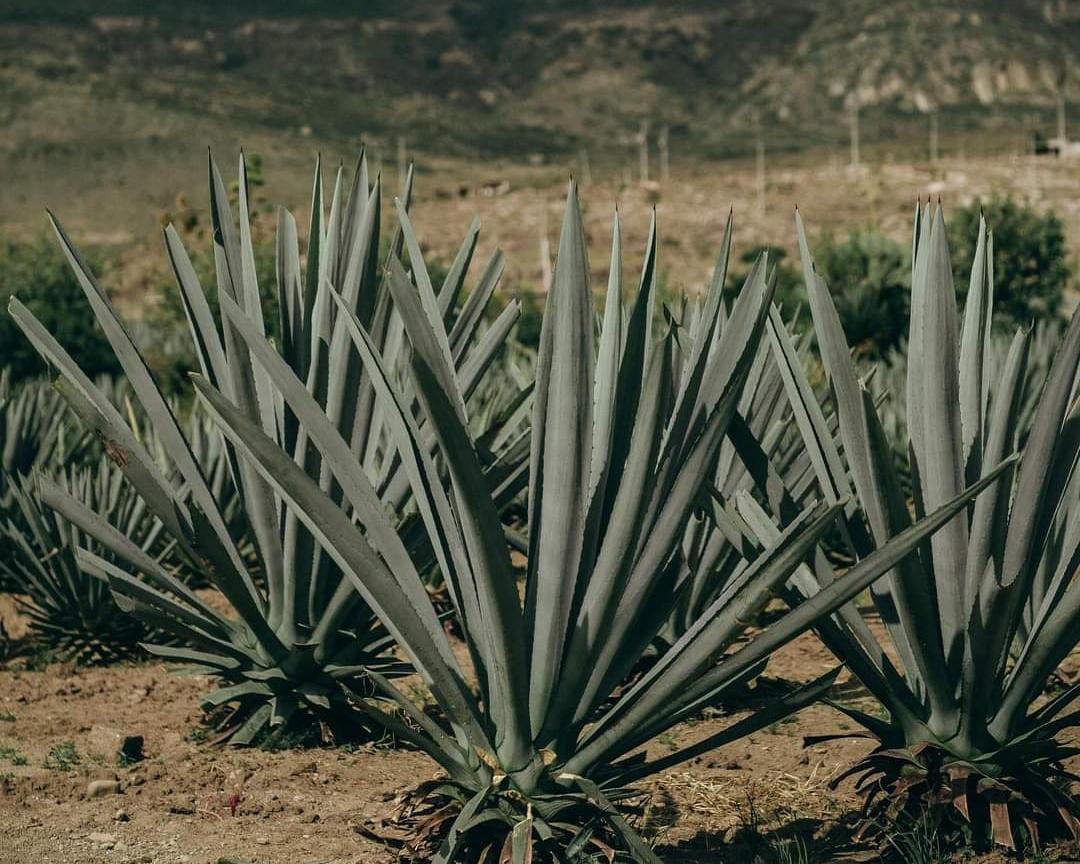 En menos de 10 de años, reactivarán todas la vinatas de agave ante el boom mezcalero en Mazatlán