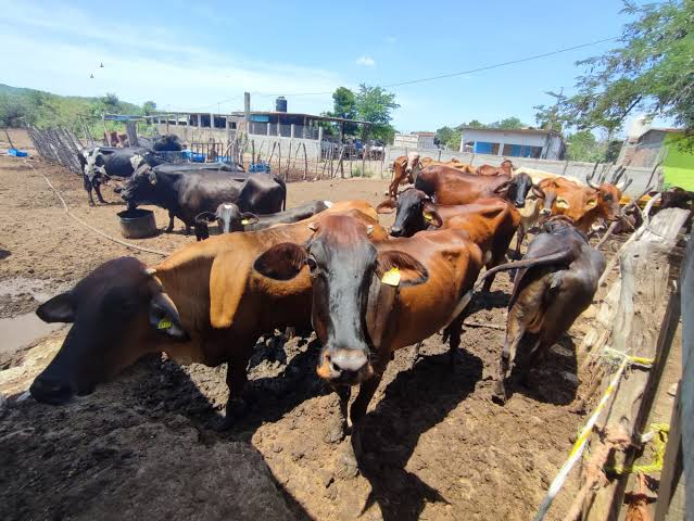 En dos meses Mazatlán tendría su laboratorio para brucelosis y tuberculosis: Asociación Ganadera Local