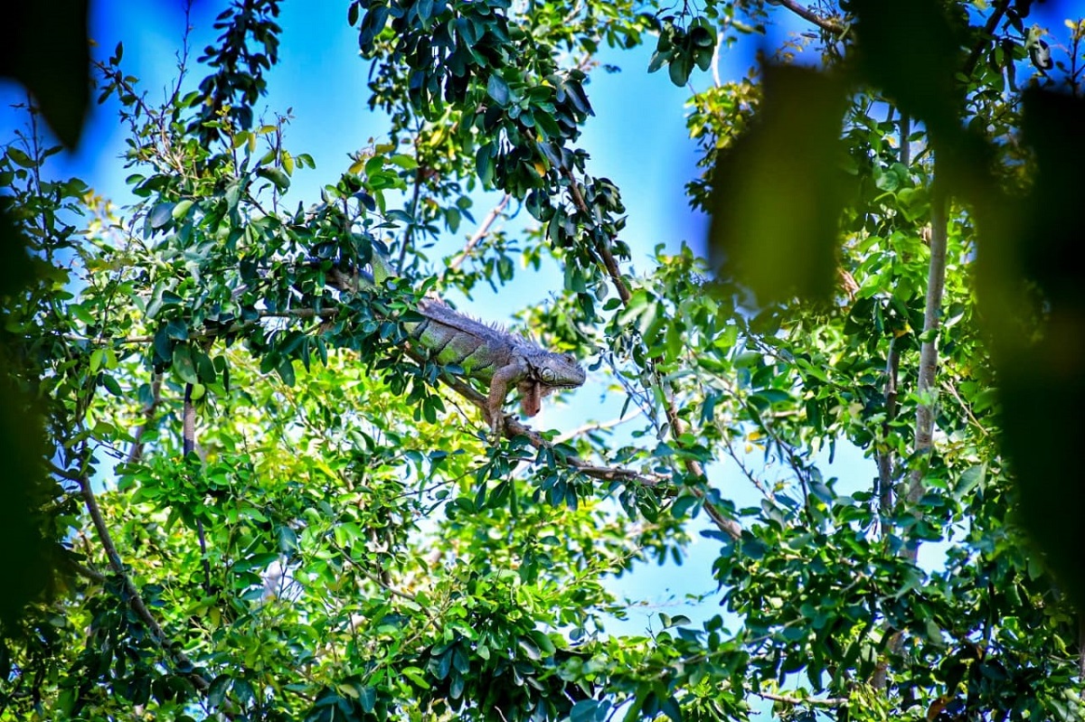 Piden ambientalistas al municipio de Mazatlán un espacio para resguardo de la fauna silvestre