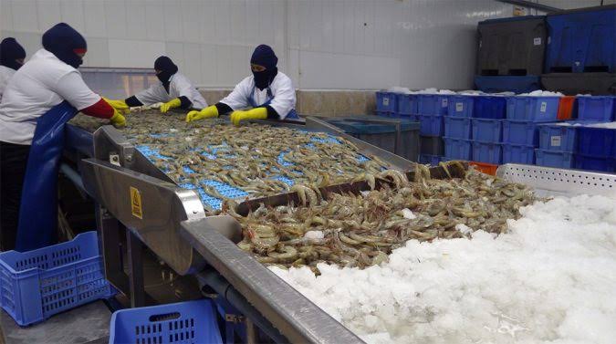 ¡Les cumplen! Más de 300 empacadoras de camarón en Mazatlán recibieron el Bienpesca federal