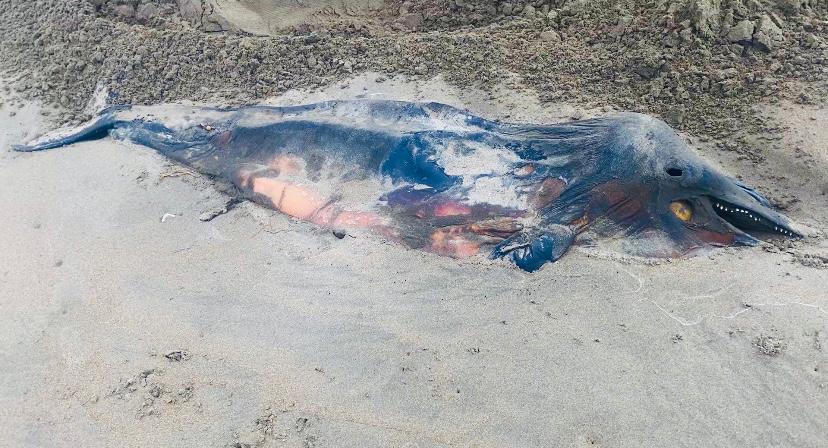 Muerte de delfines y tortugas en Bellavista pudiera ser a causa de barcos sardinero: Alcalde de Guasave