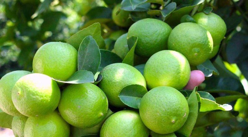 Advierten posible aumento del precio del limón, por incremento de ‘cobro’ del crimen organizado a productores