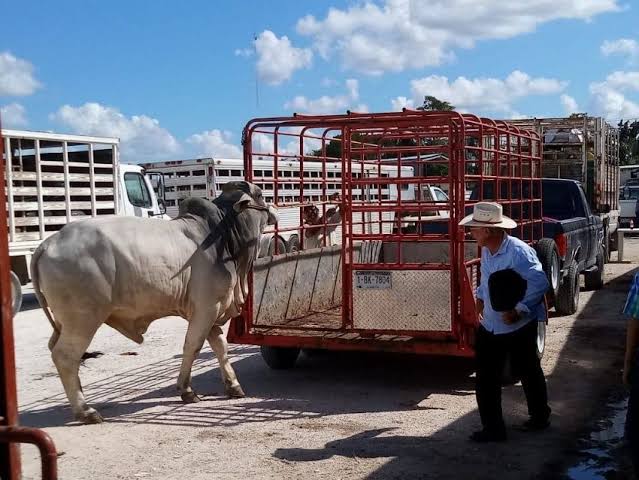 Será Gobierno del Estado quien cobre el tránsito de vía del ganado en Sinaloa: Diputado