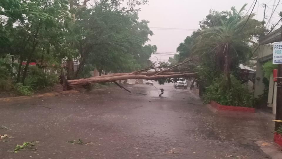Vientos derriban árboles y obstruyen vialidades en diferentes puntos de Culiacán