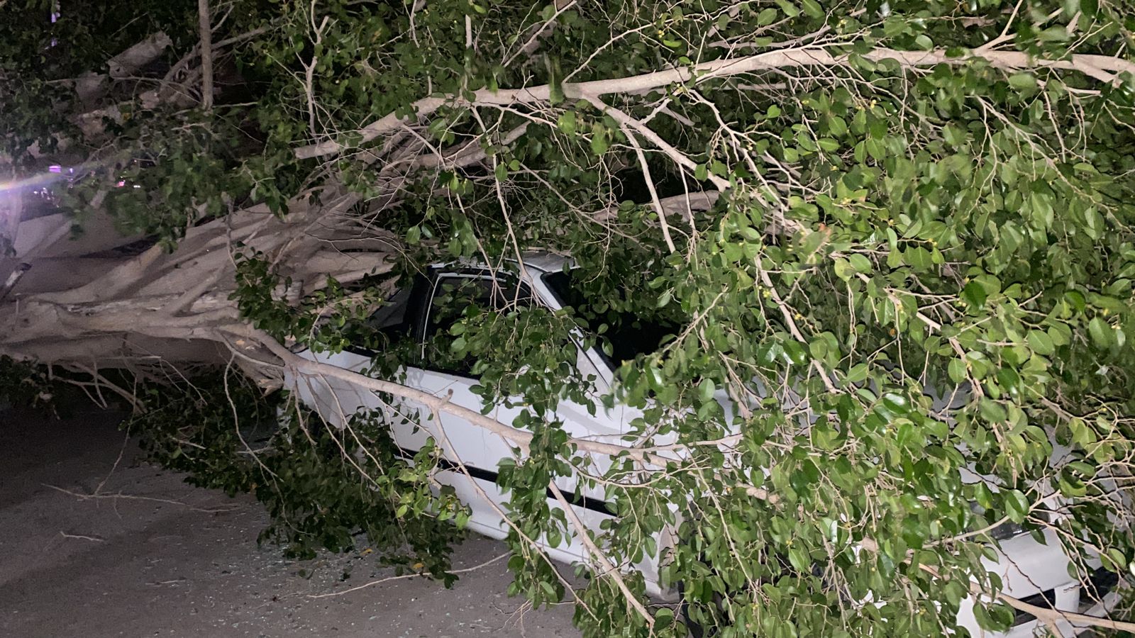 Vientos tumban 36 árboles en Los Mochis; uno cae sobre un carro en movimiento, sus tripulantes salen ilesos