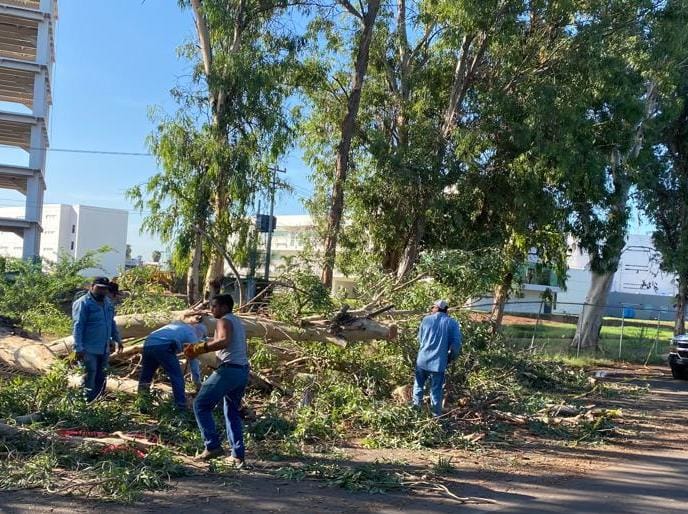Suman 120 árboles caídos ante vientos que se han registrado en los últimos días en Ahome