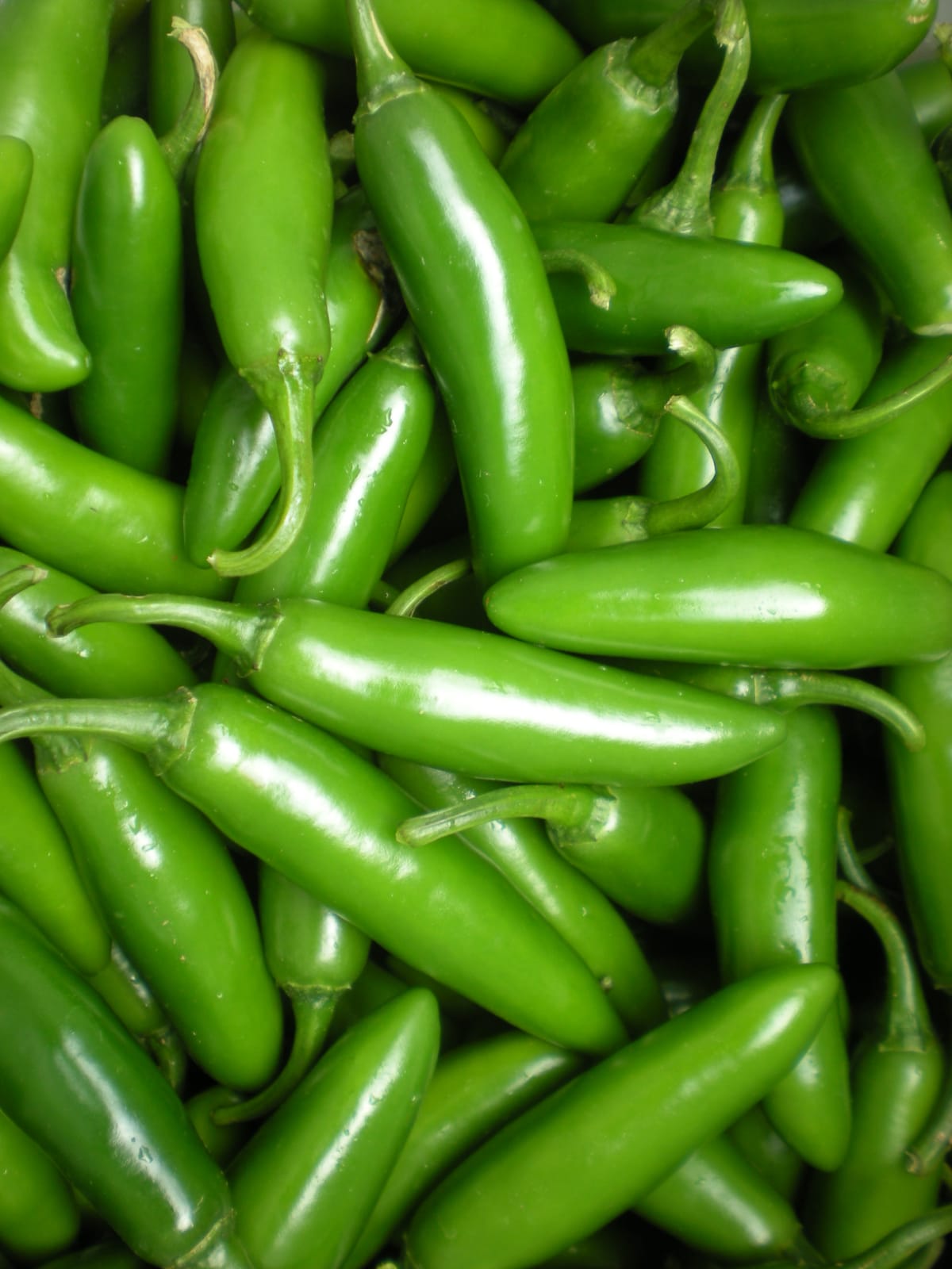 Productores de Mazatlán se mantienen en labores ante precios desafiantes del chile