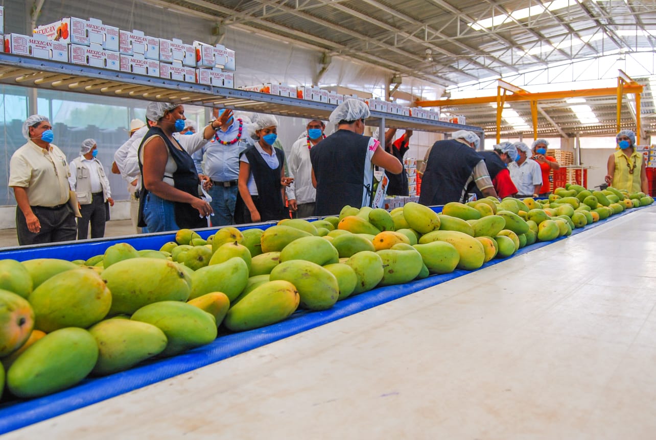 empacadora de mango