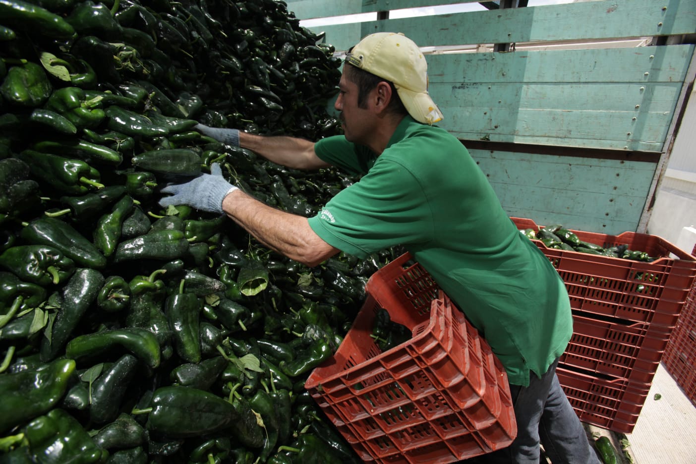 México, entre los tres principales productores mundiales de aguacate, guayaba, mango y chile verde