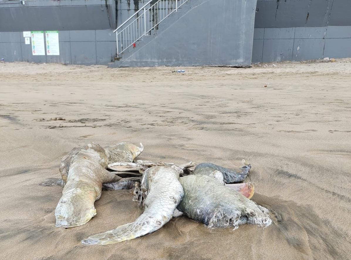 Entre la arena, localizan restos de tortuga en playa Gaviotas de Mazatlán