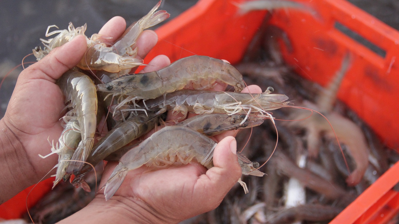 En Mazatlán armadores aguardan a muestreos del Inapesca para saber posibles fechas de zafra 2023- 2024