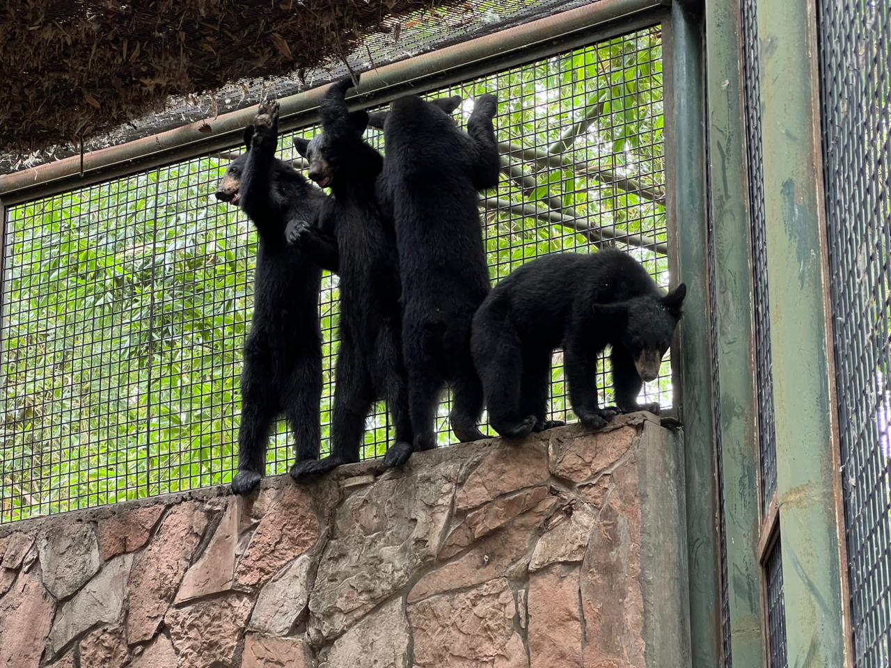 Cuatro osos llegan al Zoológico de Culiacán tras ser rescatados en Coahuila
