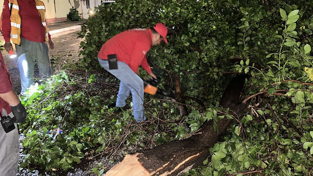 Activan operativo para retirar árboles caídos tras la tormenta en Guasave