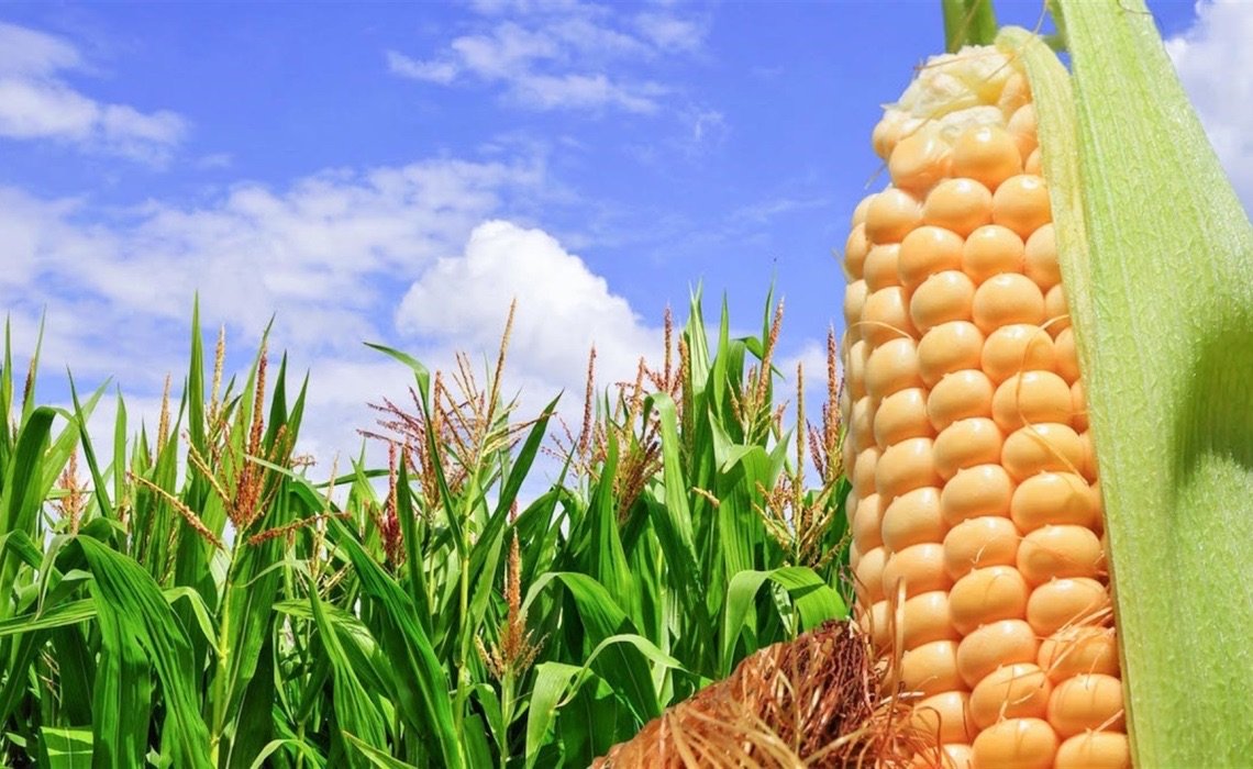 Agricultores en Ahome reclaman políticas públicas sustentables al campo en el próximo sexenio