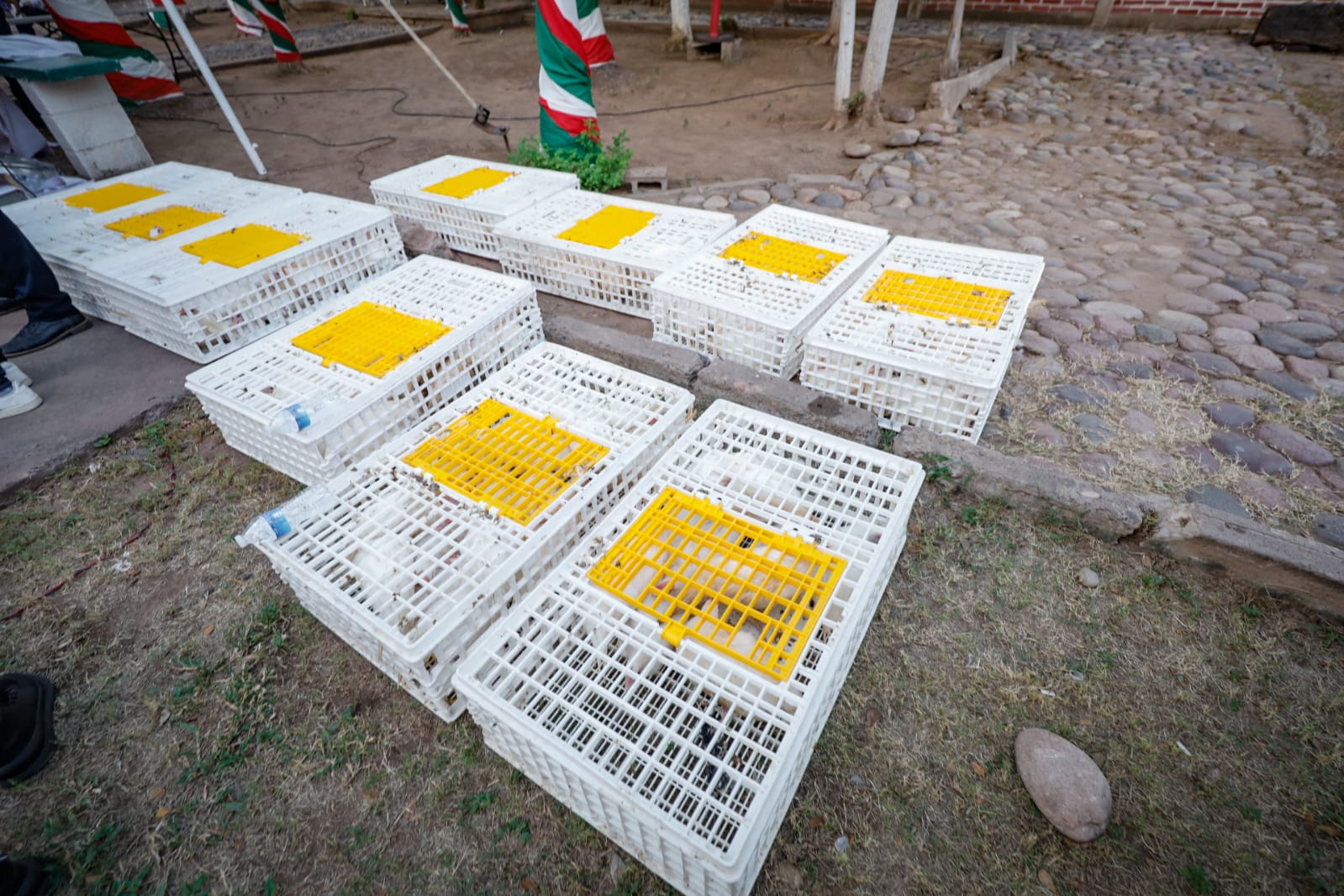 Arrancan en San Lorenzo el programa de Cría de Aves de Traspatio