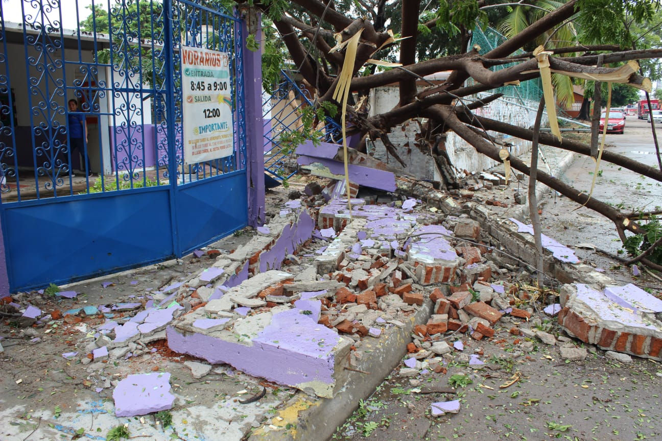 ¡Qué susto! Cae árbol y derriba barda en el kínder José Vasconcelos de Mazatlán