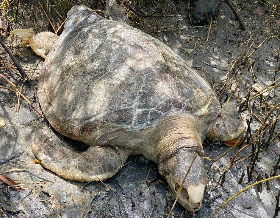 Video| En redes denuncian cementerio de tortugas en Altata; liberan una con vida